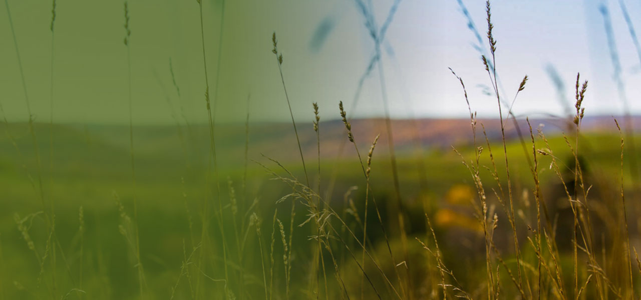 Hero image of open grass field